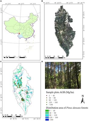 Improving the accuracy of forest aboveground biomass using Landsat 8 OLI images by quantile regression neural network for Pinus densata forests in southwestern China